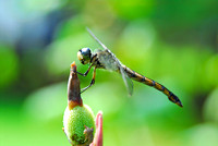Macro Photography